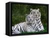 White Phase of the Bengal Tiger-Adam Jones-Framed Stretched Canvas