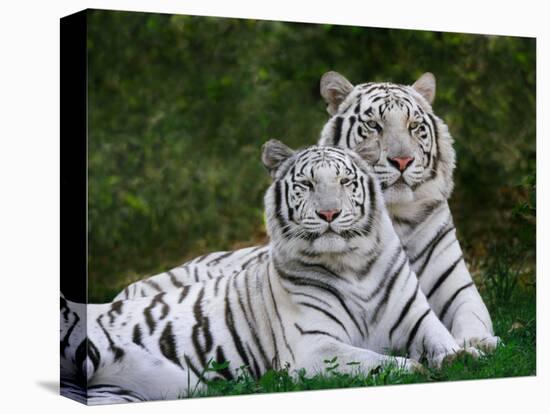 White Phase of the Bengal Tiger-Adam Jones-Stretched Canvas