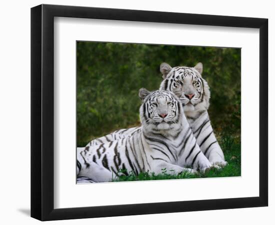 White Phase of the Bengal Tiger-Adam Jones-Framed Photographic Print