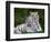 White Phase of the Bengal Tiger-Adam Jones-Framed Photographic Print