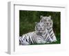 White Phase of the Bengal Tiger-Adam Jones-Framed Photographic Print