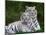 White Phase of the Bengal Tiger-Adam Jones-Mounted Photographic Print