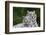 White Phase of the Bengal Tiger-Adam Jones-Framed Photographic Print