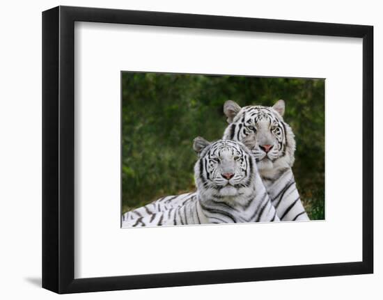 White Phase of the Bengal Tiger-Adam Jones-Framed Photographic Print