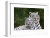 White Phase of the Bengal Tiger-Adam Jones-Framed Photographic Print