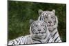 White Phase of the Bengal Tiger-Adam Jones-Mounted Photographic Print