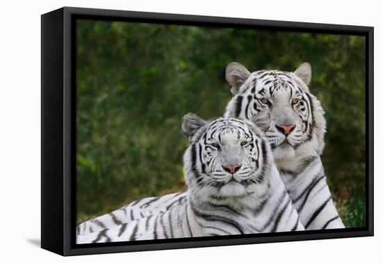 White Phase of the Bengal Tiger-Adam Jones-Framed Stretched Canvas