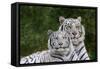 White Phase of the Bengal Tiger-Adam Jones-Framed Stretched Canvas