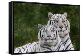 White Phase of the Bengal Tiger-Adam Jones-Framed Stretched Canvas