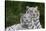 White Phase of the Bengal Tiger-Adam Jones-Stretched Canvas