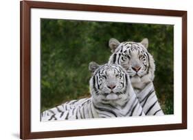 White Phase of the Bengal Tiger-Adam Jones-Framed Photographic Print