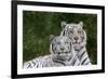 White Phase of the Bengal Tiger-Adam Jones-Framed Photographic Print