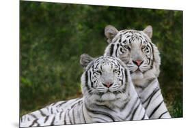 White Phase of the Bengal Tiger-Adam Jones-Mounted Photographic Print