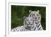 White Phase of the Bengal Tiger-Adam Jones-Framed Photographic Print