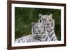 White Phase of the Bengal Tiger-Adam Jones-Framed Photographic Print