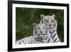 White Phase of the Bengal Tiger-Adam Jones-Framed Photographic Print