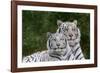 White Phase of the Bengal Tiger-Adam Jones-Framed Photographic Print