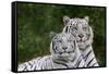 White Phase of the Bengal Tiger-Adam Jones-Framed Stretched Canvas