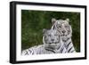 White Phase of the Bengal Tiger-Adam Jones-Framed Photographic Print