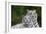 White Phase of the Bengal Tiger-Adam Jones-Framed Photographic Print