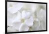 White Phlox-Anna Miller-Framed Photographic Print