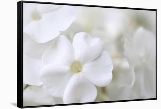 White Phlox-Anna Miller-Framed Stretched Canvas