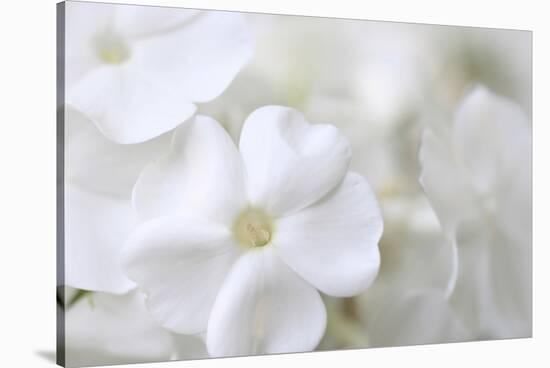 White Phlox-Anna Miller-Stretched Canvas