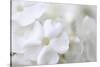 White Phlox-Anna Miller-Stretched Canvas