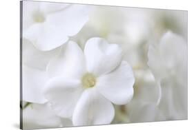 White Phlox-Anna Miller-Stretched Canvas