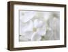 White Phlox-Anna Miller-Framed Photographic Print