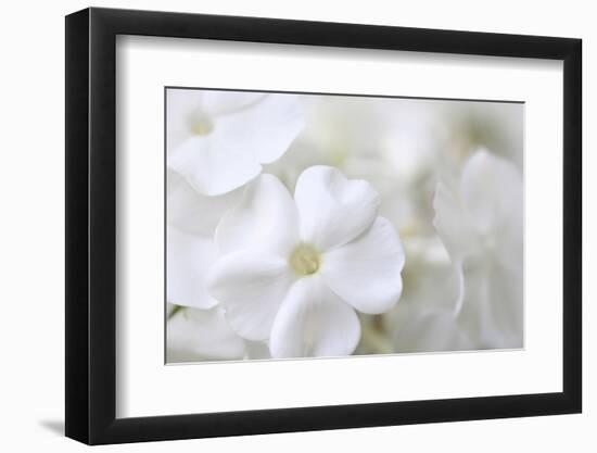 White Phlox-Anna Miller-Framed Photographic Print