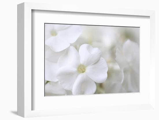 White Phlox-Anna Miller-Framed Photographic Print