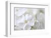 White Phlox-Anna Miller-Framed Photographic Print