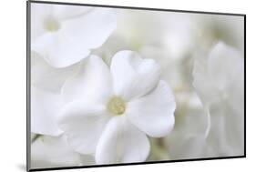 White Phlox-Anna Miller-Mounted Photographic Print