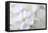 White Phlox-Anna Miller-Framed Stretched Canvas