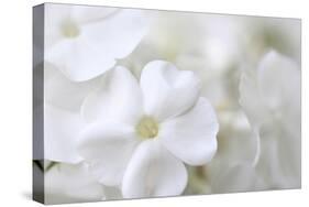 White Phlox-Anna Miller-Stretched Canvas