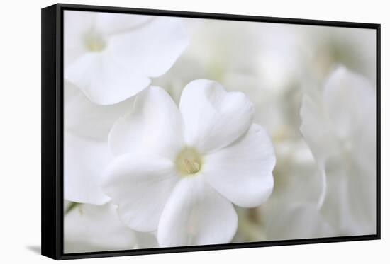 White Phlox-Anna Miller-Framed Stretched Canvas