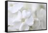 White Phlox-Anna Miller-Framed Stretched Canvas