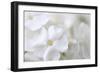 White Phlox-Anna Miller-Framed Photographic Print