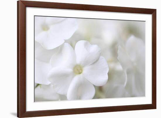 White Phlox-Anna Miller-Framed Photographic Print