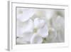 White Phlox-Anna Miller-Framed Photographic Print