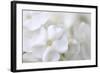 White Phlox-Anna Miller-Framed Photographic Print