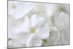 White Phlox-Anna Miller-Mounted Photographic Print