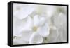 White Phlox-Anna Miller-Framed Stretched Canvas