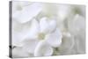 White Phlox-Anna Miller-Stretched Canvas