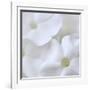 White Phlox-Anna Miller-Framed Photographic Print