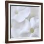 White Phlox-Anna Miller-Framed Photographic Print