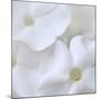 White Phlox-Anna Miller-Mounted Photographic Print