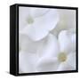 White Phlox-Anna Miller-Framed Stretched Canvas