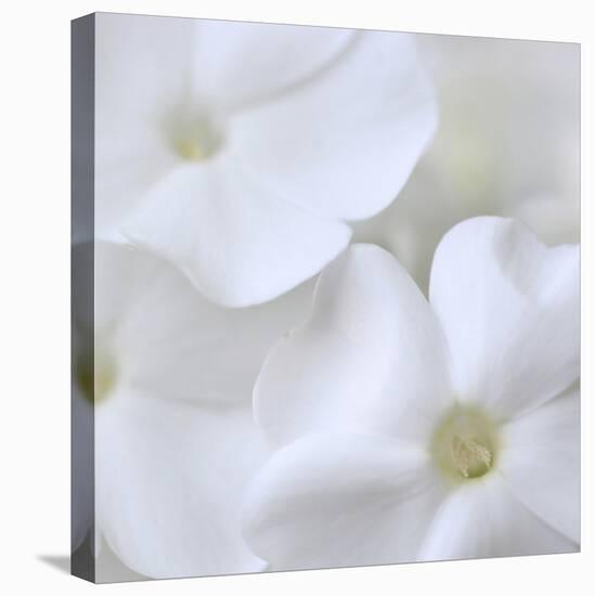 White Phlox-Anna Miller-Stretched Canvas